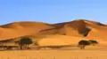 Sanddünenlandschaft mit Bäumen.
