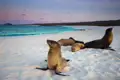 Seelöwen am Strand bei Sonnenuntergang.