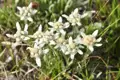 Edelweißblüten in ihrer natürlichen Umgebung in den Alpen.