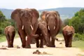 Elefantenherde auf Safari.