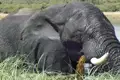 Ein Elefant steht im Wasser und frisst Gras.