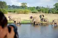 Elefantenherde trinkt und badet im Fluss.