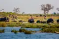 Elefantenherde sucht Abkühlung im Wasser.