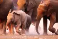 Elefantenkalb läuft mit seiner Herde