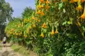 Gelbe, hängende Blüten entlang eines Wanderweges.