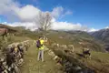 Ein Wanderer fotografiert Kühe in den Bergen.