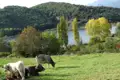 Kühe auf einer Weide am See