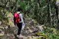 Wanderer auf einem Waldweg.