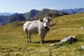 Weiße Kuh mit Glocke auf einer alpinen Weide mit Blick auf die Berge.
