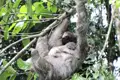 Faultiermutter mit Jungtier im Regenwald