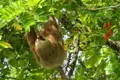 Ein Faultier hängt kopfüber im Baum.