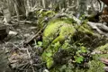 Moosbewachsener Baumstamm im Wald.