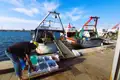 Fischer sortiert frisch gefangenen Fisch am Hafenkai.