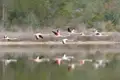 Flamingos fliegen über ein Gewässer.