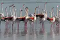 Flamingos im Wasser.