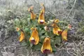 Orangefarbene Blumen, die auf der Reise gefunden wurden.