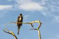 Fregattvogel auf einem Ast