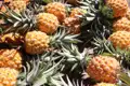 Frisch geerntete Ananas, bereit zum Verkauf.