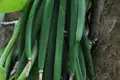Frische grüne Vanilleschoten an der Pflanze vor der Ernte.