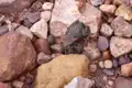 Kröte auf Steinen