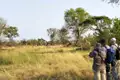 Giraffenherde in der afrikanischen Savanne, beobachtet von Reiseteilnehmern.