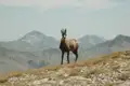 Gämse in Berglandschaft