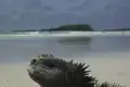 Meerechse am Strand mit Meerblick