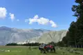 Packesel mit Gepäck auf einer Bergwiese während einer Reise.