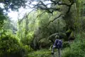 Wanderer auf einer Waldwanderung, umgeben von dichter Vegetation und moosbewachsenen Felsen.