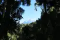 Schneebedeckter Berg durch Bäume
