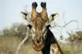 Giraffe auf Safari