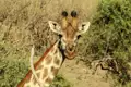 Giraffe im Buschland.