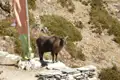 Eine Himalaya-Tahr in der Berglandschaft.