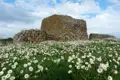 Historische Steinbauten in einem Feld voller weißer Blüten.