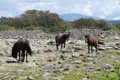 Wildpferde auf einer Weide mit Steinmauer und bewaldeten Hügeln im Hintergrund.