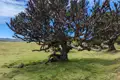 Knorriger Baum in einer grünen Landschaft.