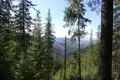 Blick durch dichte Tannen auf ein Tal in der Ferne.
