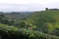 Grüne Hügellandschaft mit dichter Vegetation.