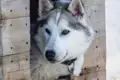 Husky in Hundehütte