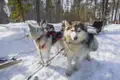 Hundegespann mit Schlitten im verschneiten Wald.