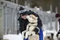 Bevor es mit dem Hundeschlitten losgeht, wird der Husky vorbereitet.