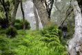 Wanderer im nebelverhangenen Wald mit Farnen.