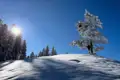 Schneebedeckte Bäume unter blauem Himmel.