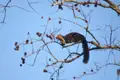 Malabar-Riesengleithörnchen im Baum