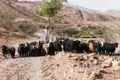 Ein Hirte führt seine Ziegenherde durch eine bergige Landschaft.