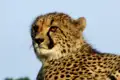 Gepard in freier Wildbahn.