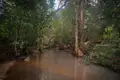 Fluss im Wald