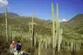 Wanderer auf einem Weg durch ein Tal mit hohen Kakteen und Bergen im Hintergrund.