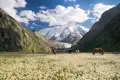 Pferde grasen auf einer Bergwiese mit Blick auf einen schneebedeckten Gipfel und Gletscher.