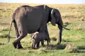 Elefantenkuh und Kalb auf Safari.